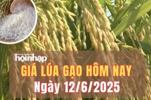 Giá lúa gạo hôm nay 12/6/2025: Giá gạo xuất khẩu trượt giảm nhẹ