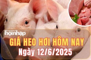 Giá heo hơi hôm nay 12/6/2025: Giá heo hơi đi ngang trên cả ba miền
