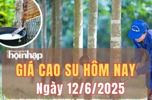 Giá cao su hôm nay 12/6/2025: Giá cao su thế giới biến động trái chiều