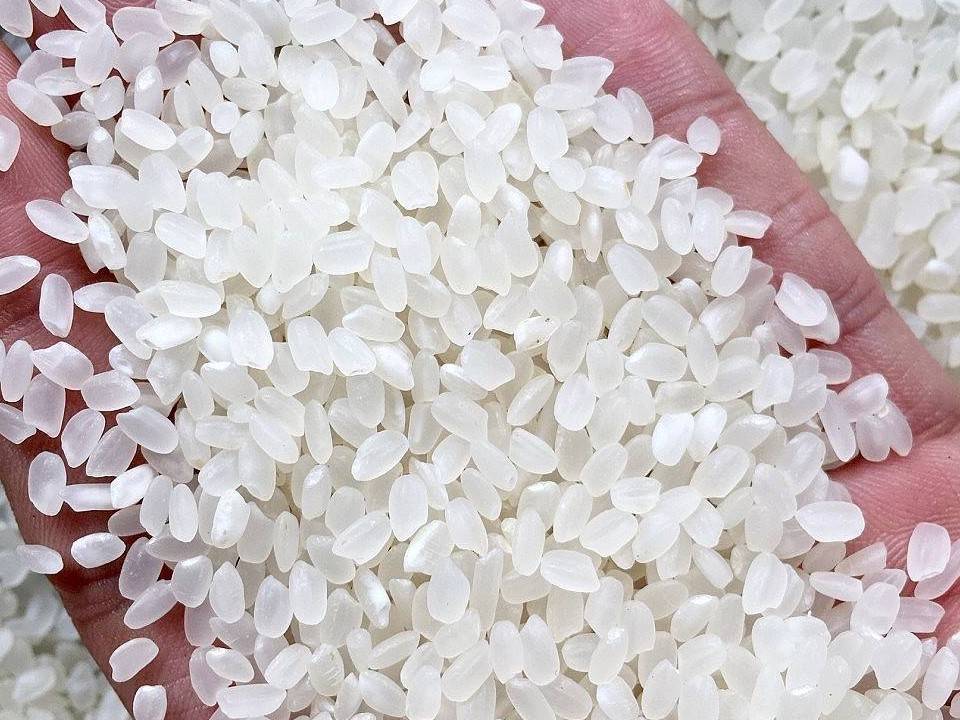 Gạo Việt xanh phát thải thấp: Nhiều cơ hội tiến vào thị trường quốc tế