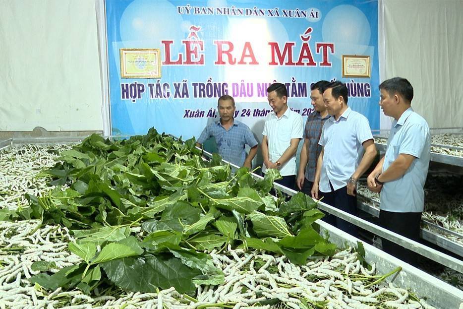 Gieo lá dâu, gặt kén vàng: Câu chuyện phát triển từ nông thôn