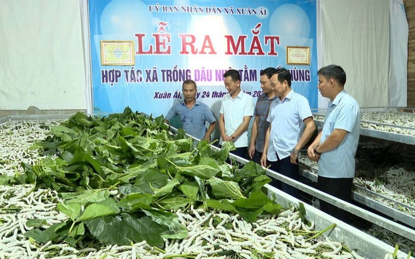 Gieo lá dâu, gặt kén vàng: Câu chuyện phát triển từ nông thôn Gieo lá dâu, gặt kén vàng: Câu chuyện phát triển từ nông thôn