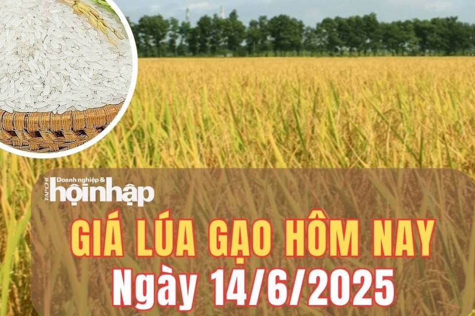 Giá lúa gạo hôm nay 14/6/2025: Giá cám bật tăng, giá lúa tiếp đà giảm nhẹ