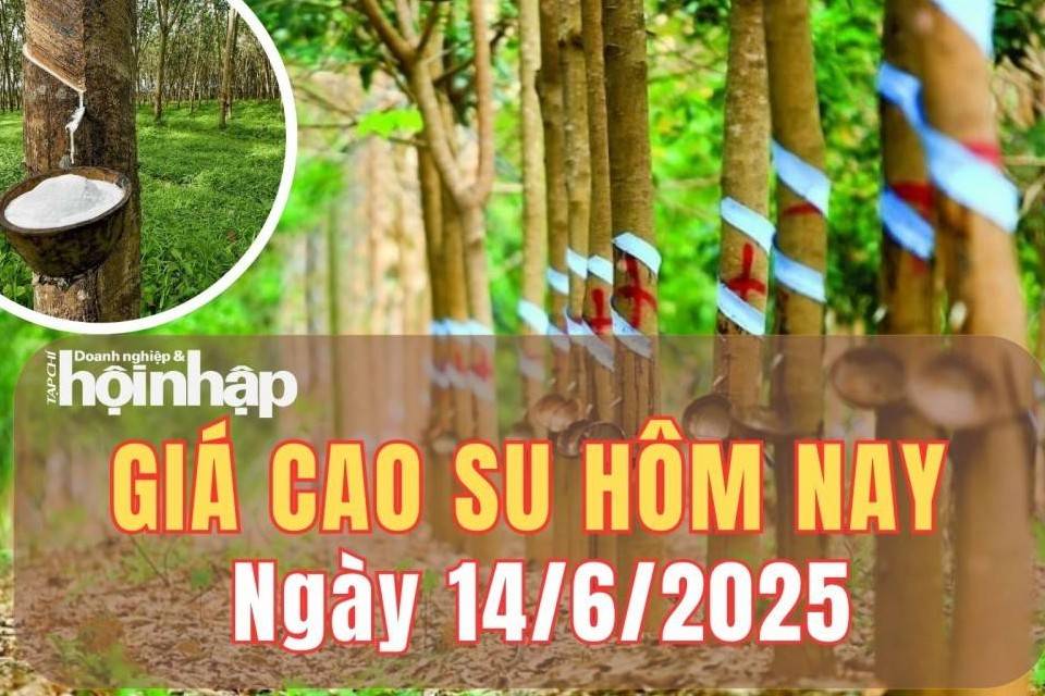 Giá cao su hôm nay 14/6/2025: Giá cao su TSR20 tại sàn Singapore nhích nhẹ