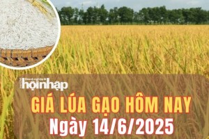 Giá lúa gạo hôm nay 14/6/2025: Giá cám bật tăng, giá lúa tiếp đà giảm nhẹ