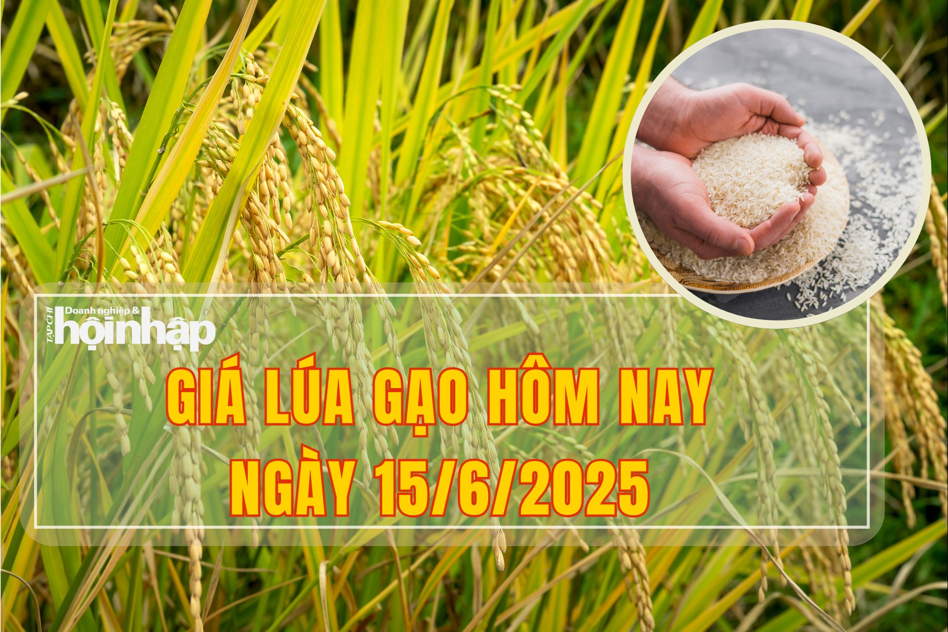 Giá lúa gạo hôm nay 15/6/2025: Lúa tươi tiếp tục giảm nhẹ 100 đồng/kg