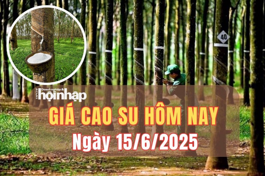 Giá cao su hôm nay 15/6/2025: Giá cao su giữ nhịp ổn định phiên cuối tuần