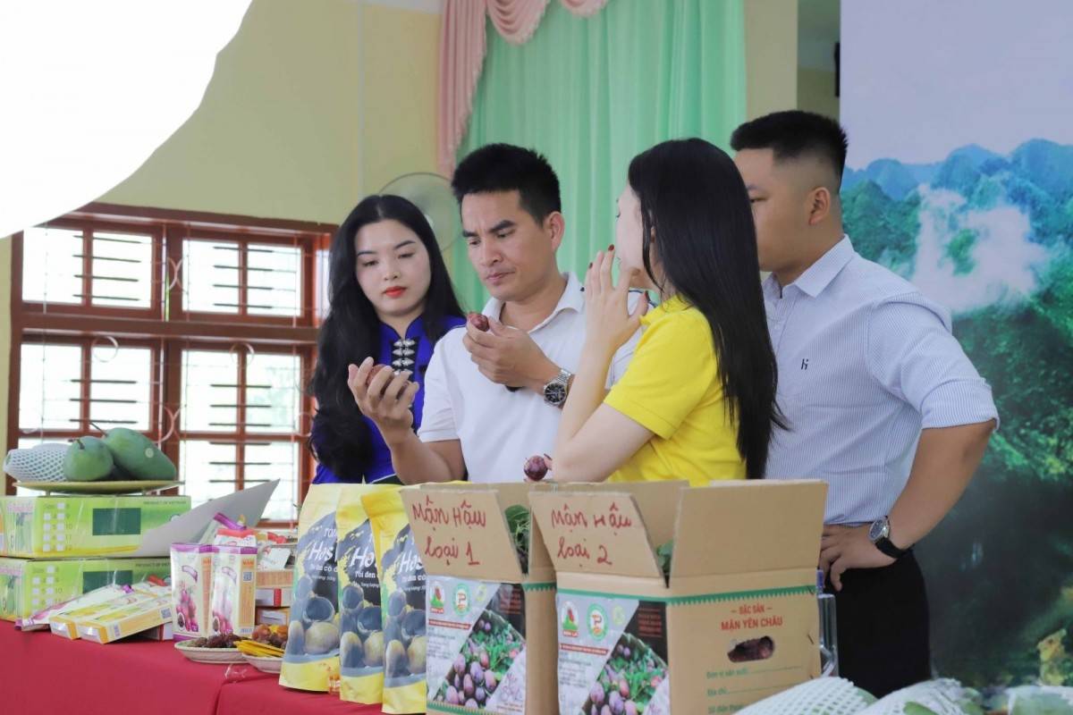 Sơn La tổ chức Mega Livestream tiêu thụ mận hậu và nông sản OCOP