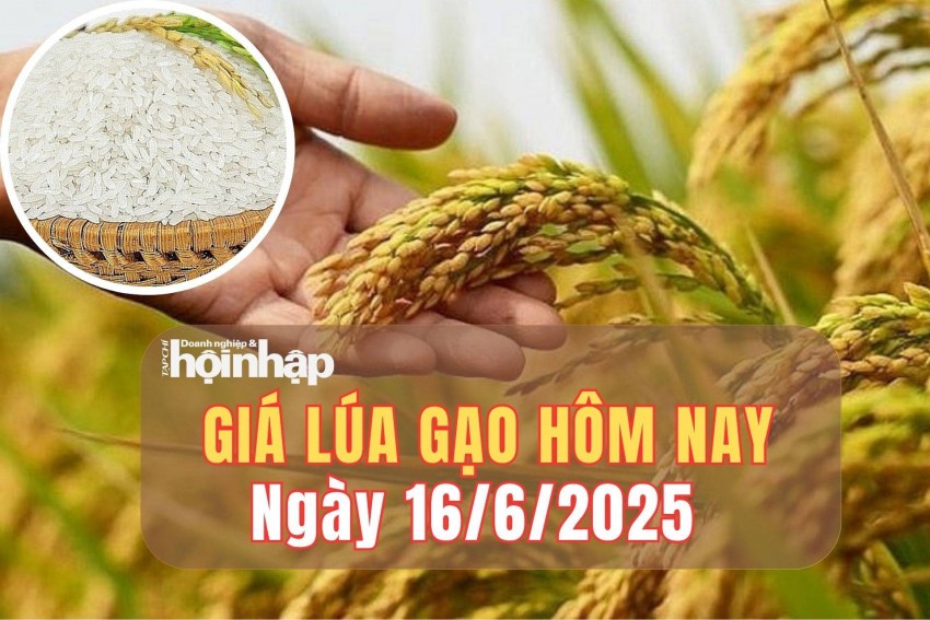 giá lúa gạo