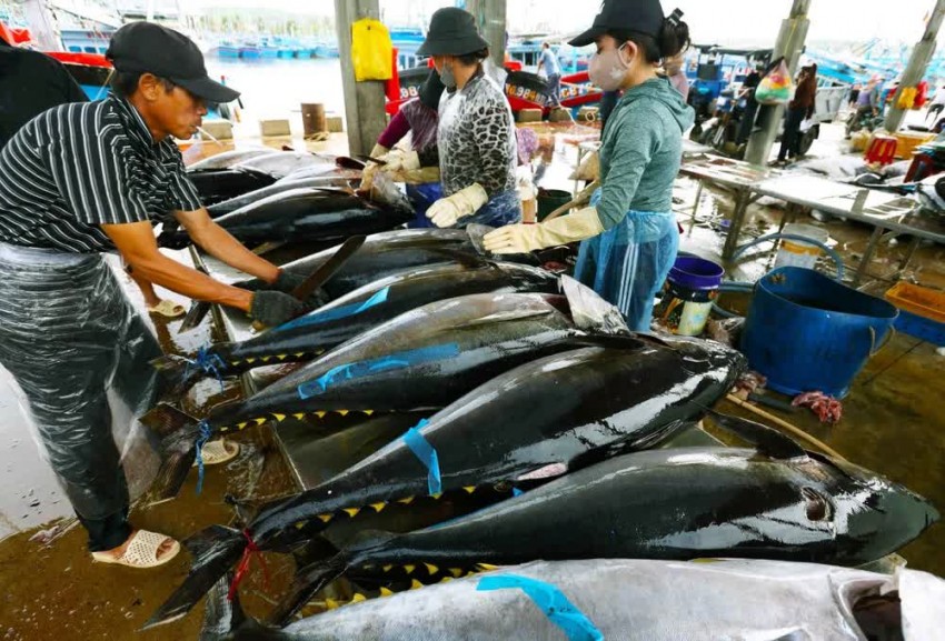 Cá ngừ là 1 trong những mặt hàng xuất khẩu chủ lực của Việt Nam.