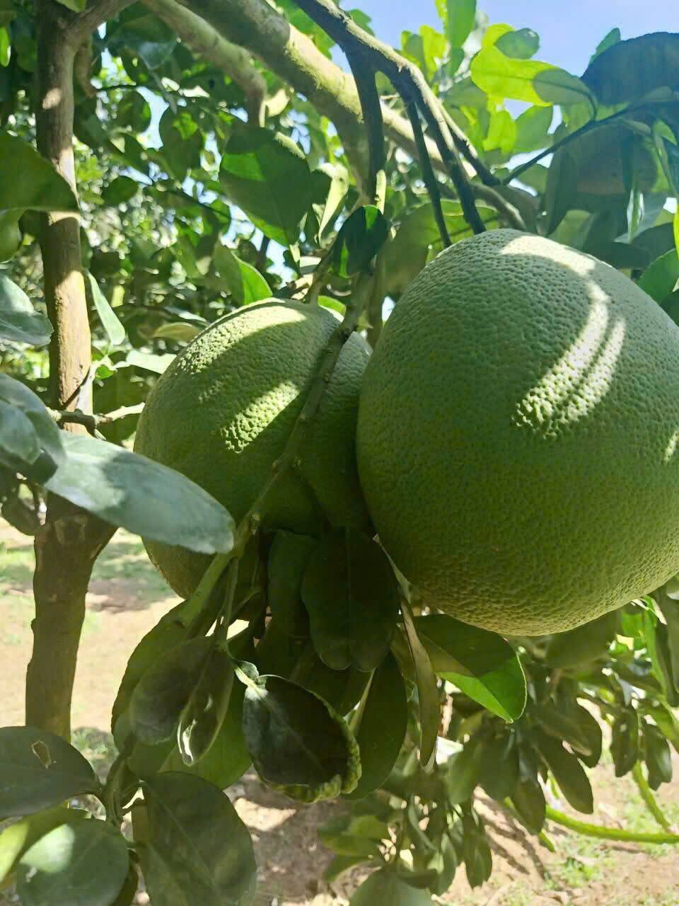 OCOP Bà Rịa - Vũng Tàu: Nông sản địa phương vươn ra thị trường quốc tế