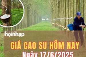 Giá cao su hôm nay 17/6/2025: Giá cao su trong nước và thế giới đồng loạt đi ngang