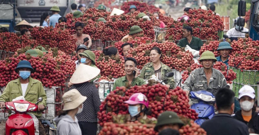 năm nay thời tiết thuận lợi nên vải phát triển rất tốt và cho nhiều quả. Bắc Giang tăng tốc xúc tiến tiêu thụ vải thiều niên vụ 2025