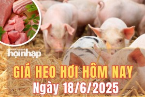 Giá heo hơi hôm nay 18/6/2025: Giá heo hơi chững lại tại miền Bắc, giảm nhẹ tại miền Trung và miền Nam