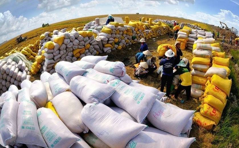 Gạo Việt tăng tốc xuất khẩu: Cơ hội vượt Thái Lan năm 2025?