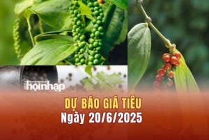 Dự báo giá tiêu 20/6: Giá tiêu trong nước và thế giới đồng loạt giảm "sốc"