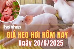 Giá heo hơi hôm nay 20/6/2025: Giá heo hơi giảm nhẹ tại một số địa phương