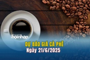 Dự báo giá cà phê 21/6: Giá cà phê trong nước tiếp đà "lao dốc"
