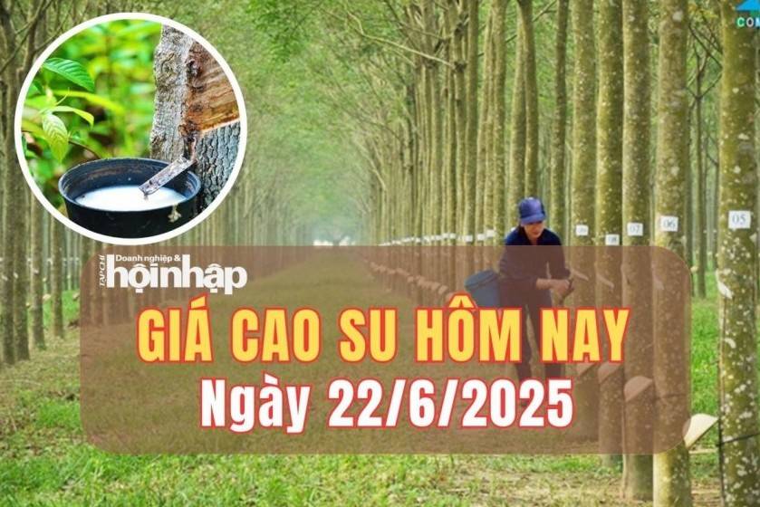 Giá cao su hôm nay 22/6/2025: Giá cao su trong nước giữ nguyên giá, thế giới tăng - giảm trái chiều