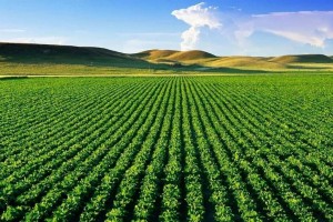 Cấp xã có thể được ủy quền miễn thuế đất nông nghiệp