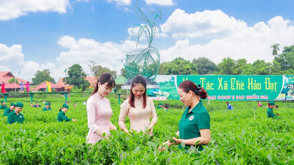 6 tháng đầu năm 2025: Thái Nguyên thành lập 25 hợp tác xã mới