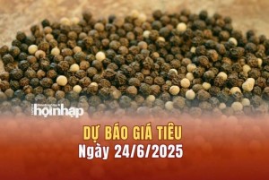 Dự báo giá tiêu 24/6: Giá tiêu trong nước có xu hướng tăng