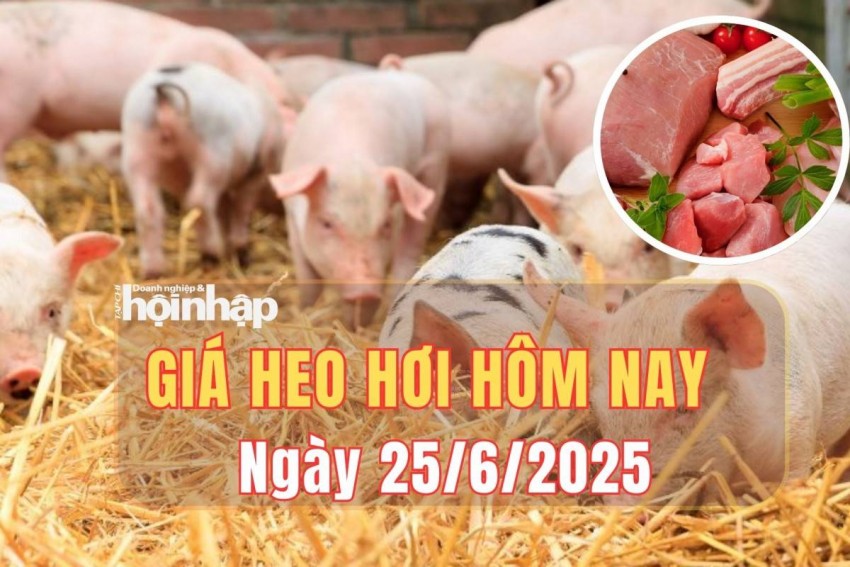 Giá heo hơi hôm nay 25/6/2025: Giá heo hơi tiếp tục ổn định trên toàn quốc