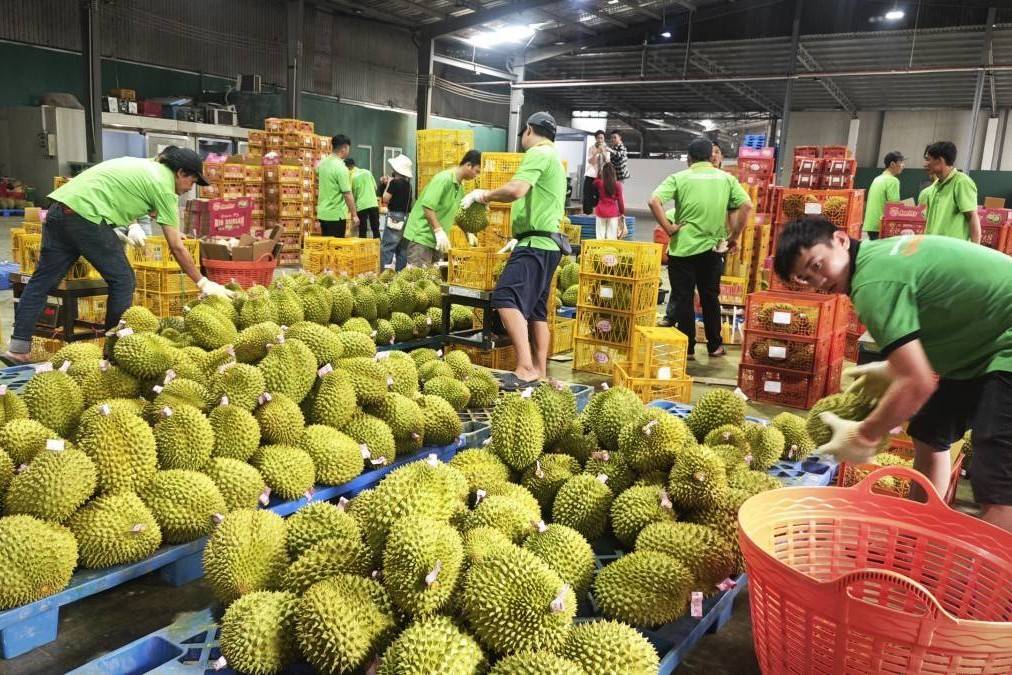 Xuất nhập khẩu qua Lào Cai giảm 30%: “Bài học tỷ đô” từ quả sầu riêng