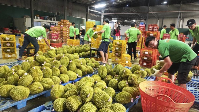 Xuất nhập khẩu qua Lào Cai giảm 30%: “Bài học tỷ đô” từ quả sầu riêng