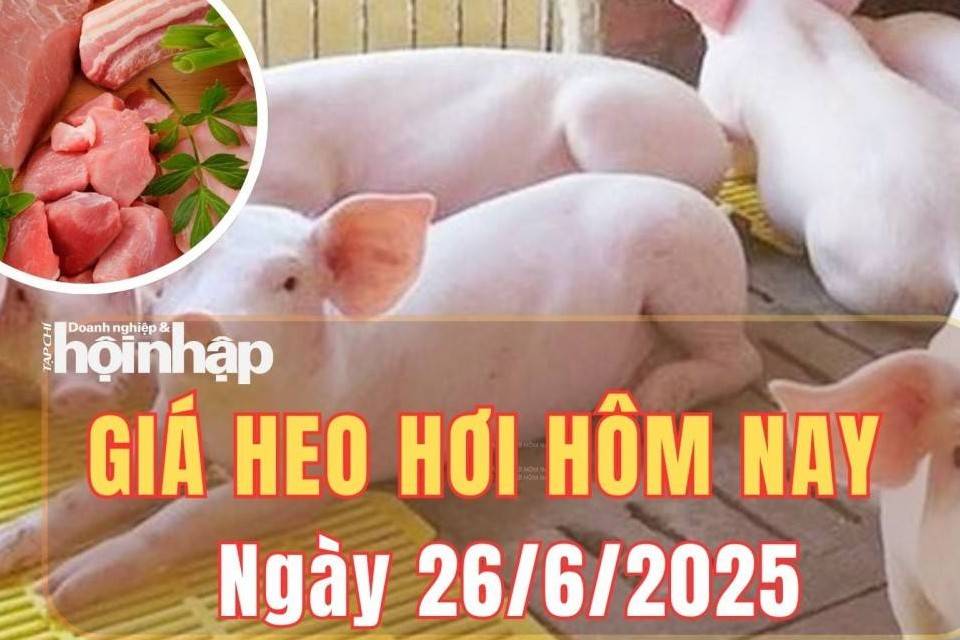Giá heo hơi hôm nay 26/6/2025: Giá heo hơi miền Trung - Nam giảm nhẹ, miền Bắc giữ giá