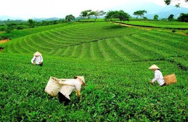 Nông dân Thái Nguyên làm giàu từ đất vươn lên làm chủ thị trường