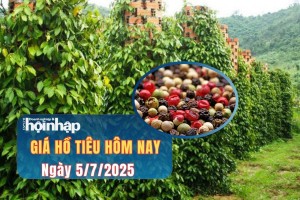 Giá tiêu hôm nay 5/7: Giá tiêu tiếp tục giảm sau chuỗi tăng mạnh