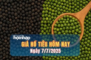 Giá tiêu hôm nay 7/7: Xuất khẩu hồ tiêu tăng mạnh 6 tháng đầu năm 2025, nhưng rủi ro vẫn cao