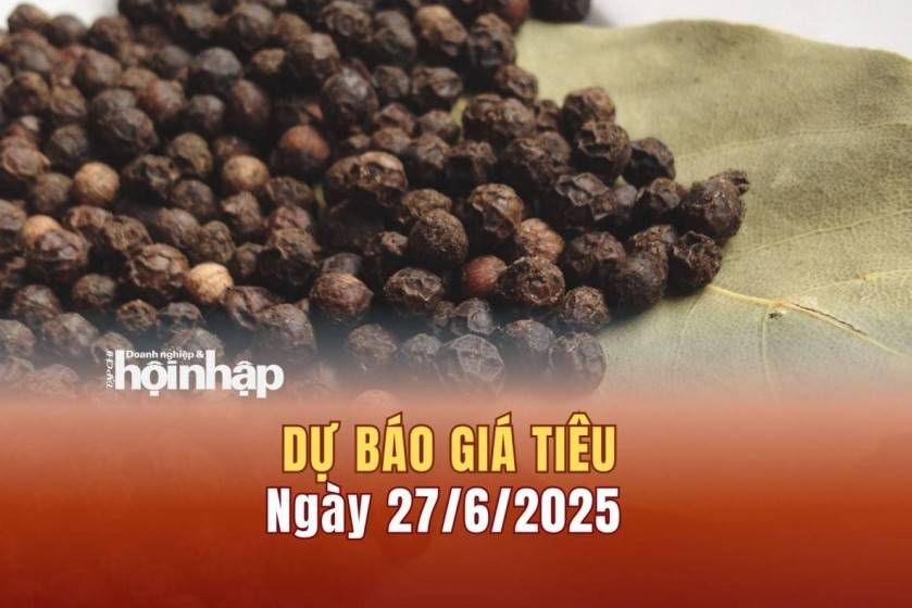 Dự báo giá tiêu 27/6: Giá tiêu trong nước tiếp tục "bật" tăng mạnh