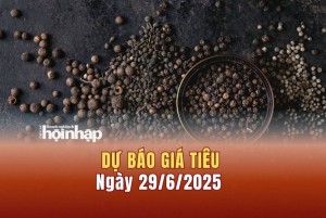 Dự báo giá tiêu 29/6: Giá tiêu trong nước liên tiếp bật tăng mạnh
