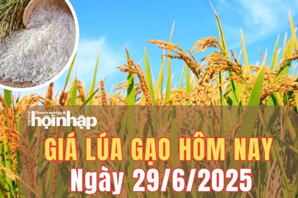 Giá lúa gạo hôm nay 29/6/2025: Giá lúa gạo ổn định, thị trường chờ sóng mới từ vụ Hè Thu