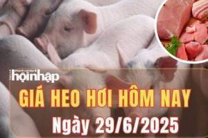 Giá heo hơi hôm nay 29/6/2025: Giá heo hơi giảm sâu ở miền Trung và miền Nam