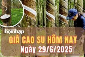 Giá cao su hôm nay 29/6/2025: Giá cao su thế giới biến động nhẹ cuối tuần