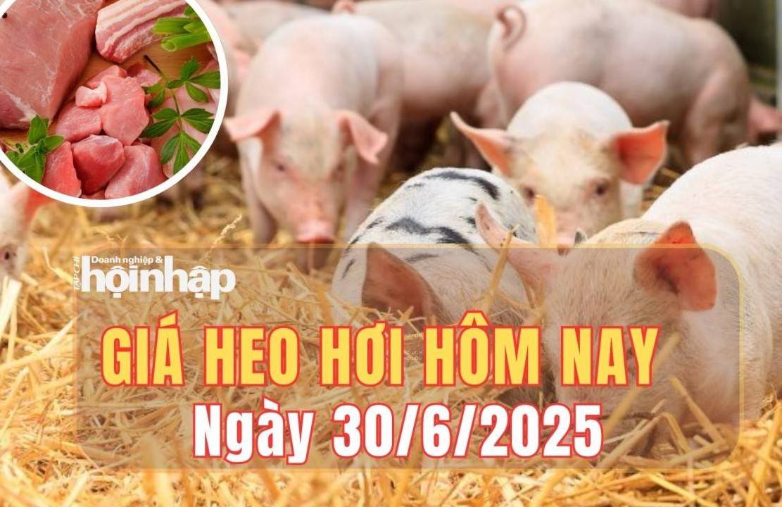 Giá heo hơi hôm nay 30/6/2025: Giá heo hơi miền Trung và miềnNam giảm nhẹ, miền Bắc giữ vững mốc 69.000 đồng/kg