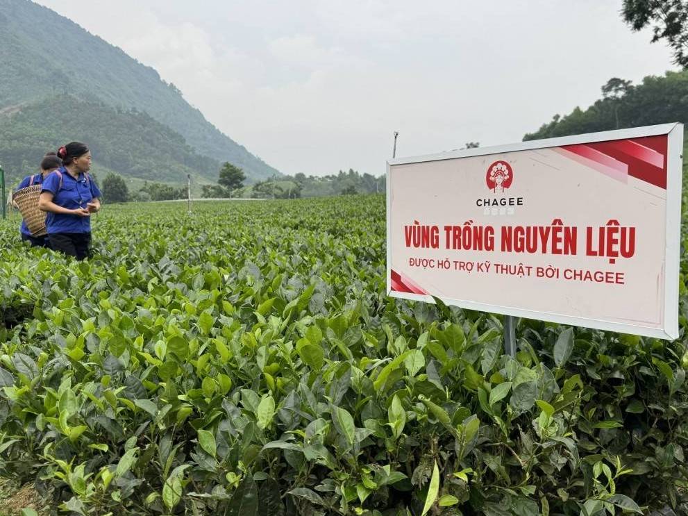 Thái Nguyên: Niềm vui an cư của người dân trồng chè ở La Bằng