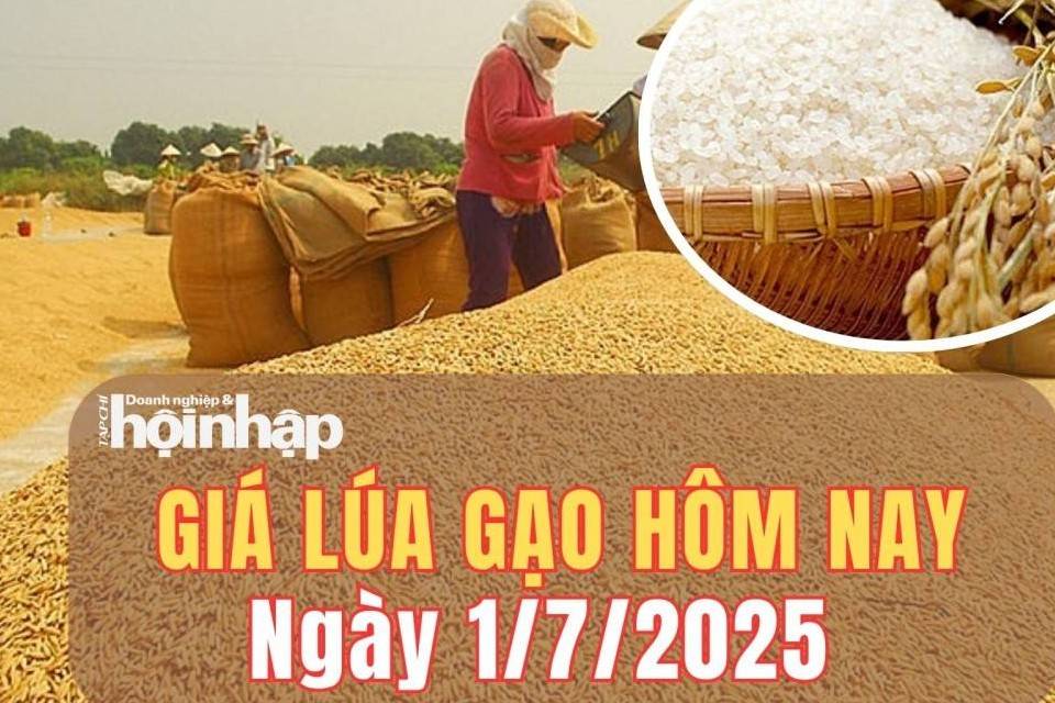 Giá lúa gạo hôm nay 1/7/2025: Giá lúa đồng loạt giảm, giá gạo ổn định