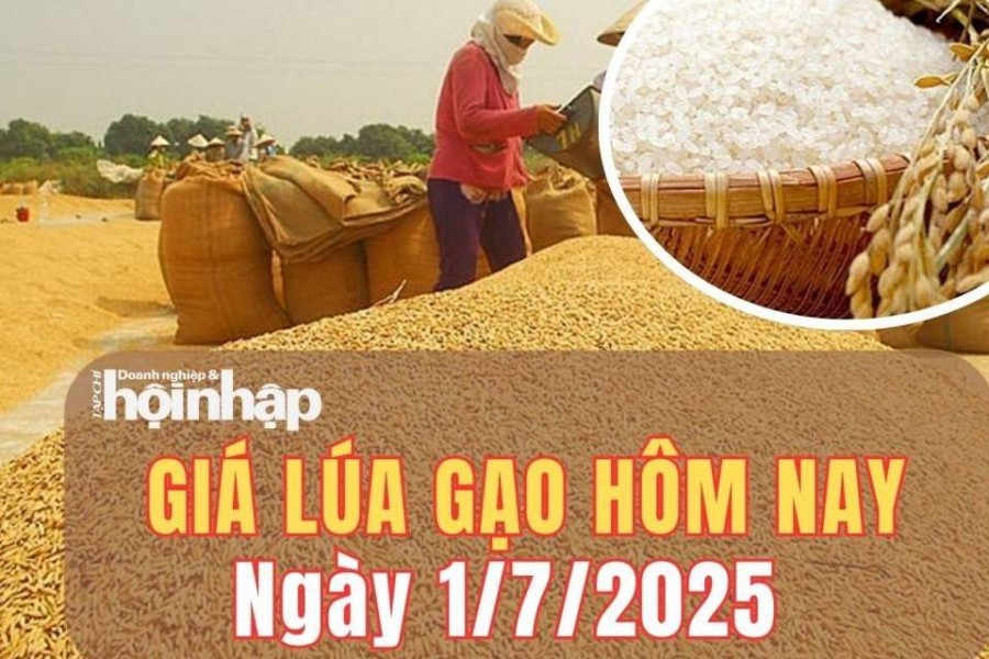 Giá lúa gạo hôm nay 1/7/2025: Giá lúa đồng loạt giảm, giá gạo ổn định