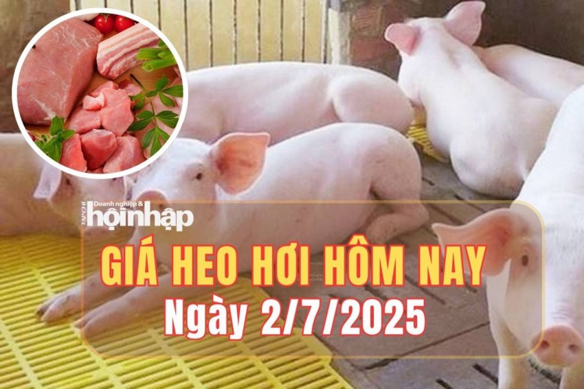 Giá heo hơi hôm nay 2/7/2025: Giá heo hơi đồng loạt giảm trên cả nước, dao động từ 66.000 – 71.000 đồng/kg