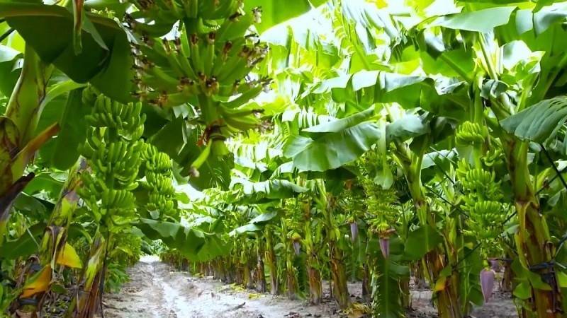 Bầu Đức sắp đổi vận nhờ heo và chuối, HAGL sắp tất toán nợ