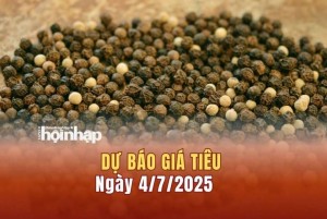 Dự báo giá tiêu 4/7: Giá tiêu trong nước "quay xe" giảm mạnh