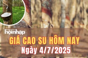 Giá cao su hôm nay 4/7/2025: Giá cao su TSR20 - Singapore đồng loạt tăng