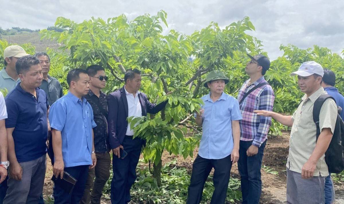 Sơn La tăng cường hợp tác nông nghiệp với các tỉnh Bắc Lào