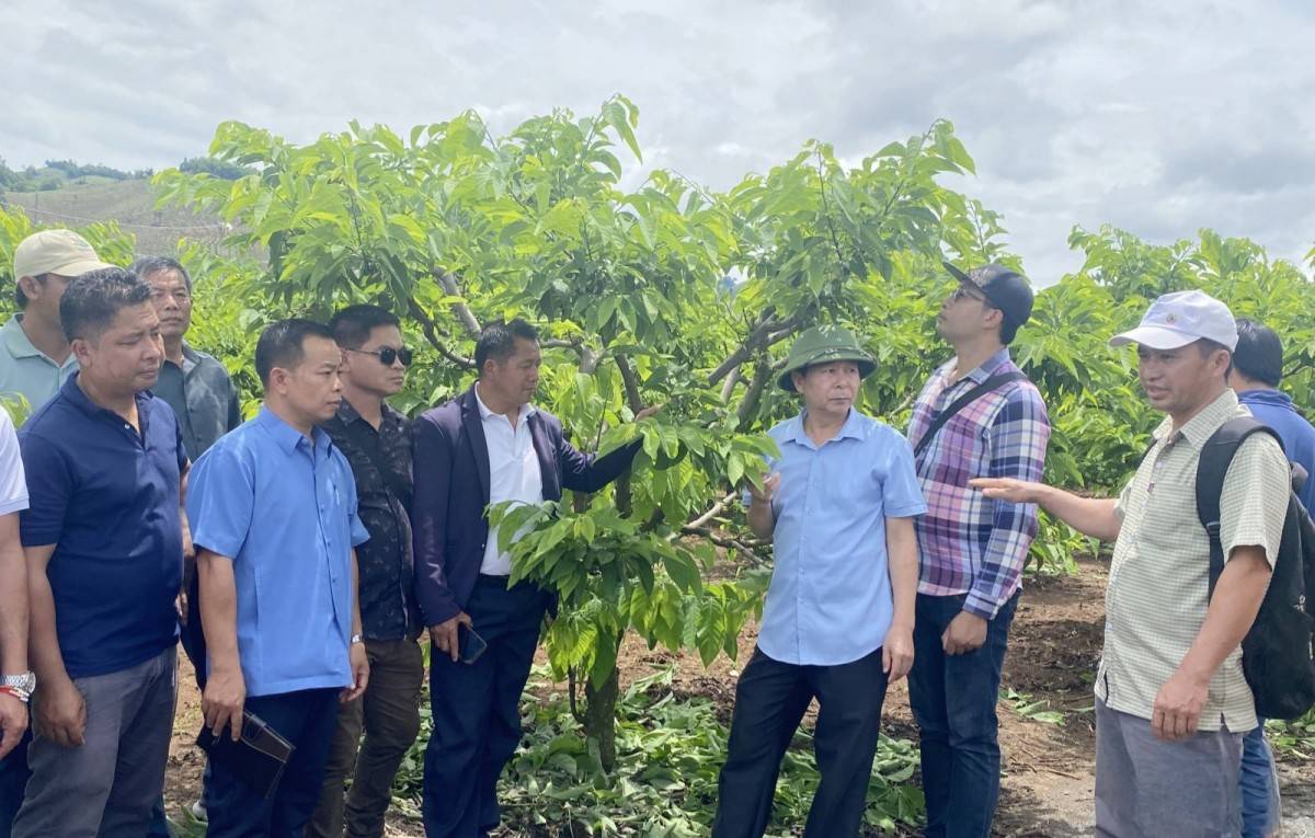 Sơn La tăng cường hợp tác nông nghiệp với các tỉnh Bắc Lào