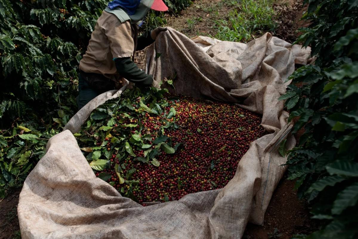 Brazil dự báo tăng sản lượng cà phê trong niên vụ tới