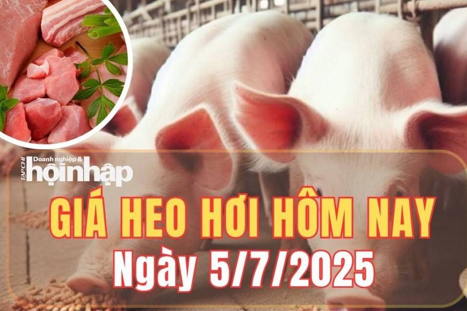 Giá heo hơi hôm nay 5/7/2025: Giá heo hơi đi ngang tại cả ba miền